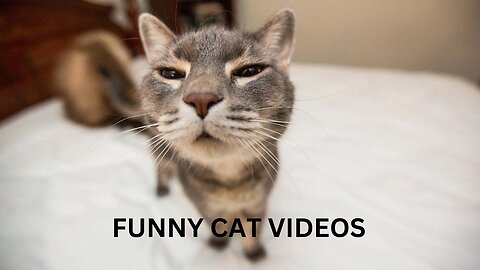 THE MOST FUNNIEST CATS ON THE INTERNET