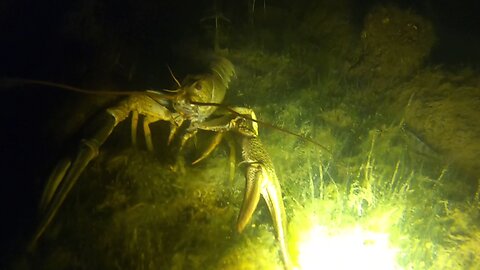 Huge Crayfish on the Wild Lake. Underwater shooting 2023