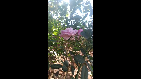 beautiful pink roses in my garden.