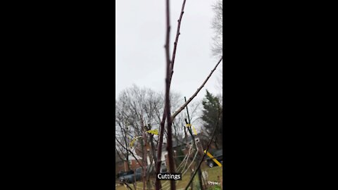 Root for plum cuttings, how to root fruit trees cuttings,