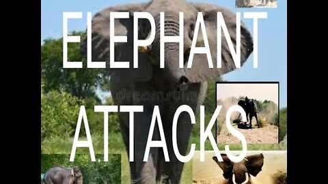 Elephant Attack Wild Animal Most Amazing Moments Of wild Animals 2022 Big Animals heart heart hea