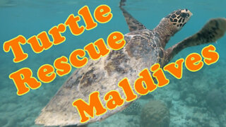 We Rescued a Turtle Caught in a Net in the Maldives!