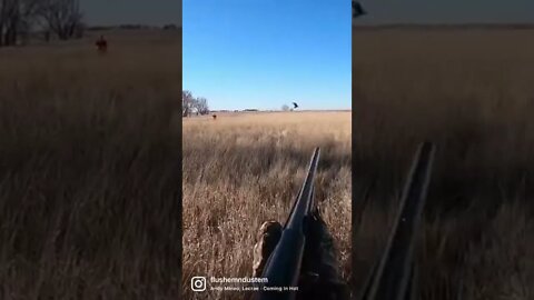 DOUBLE!!! What an exciting 10 seconds!! #pheasantseason #southdakota