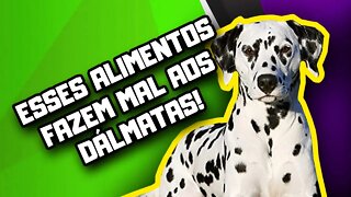 Alimentação Natural para Dálmatas | Dr. Edgard Gomes | Alimentação natural para Cães