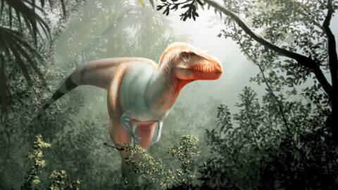 Dinosaur 🐉 🐲 Remains Found In Saramacca (Suriname)