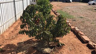 #Organic fruit trees / #peaches