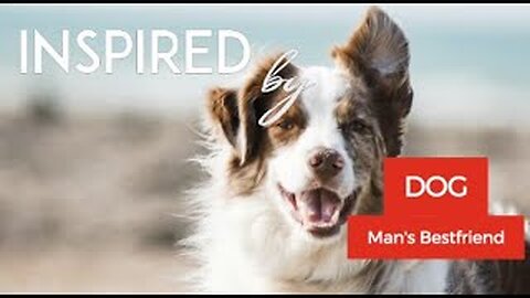 ☆ INSPIRED BY Dogs | Dogs are man's best friend | Dog video for humans who love them