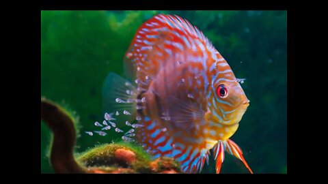 BREEDING TROPICAL FISH FOR BEGINNERS |FATHER FISH | FATHER FISH