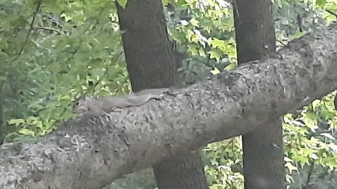 what is this squirrel doing?