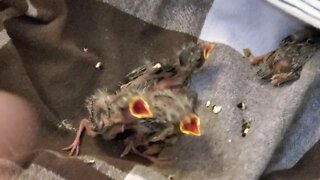 Feeding Baby Sparrows Whose Nest Got Flooded.