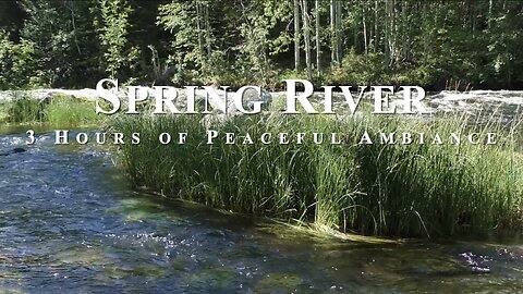 Tranquil Springtime River | Serene Nature ASMR with Grassy Reeds and Birds