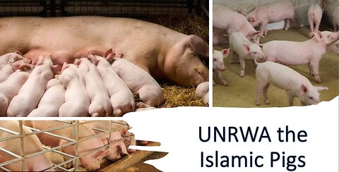 UNRWA Swine and their Corruption of Human Decency