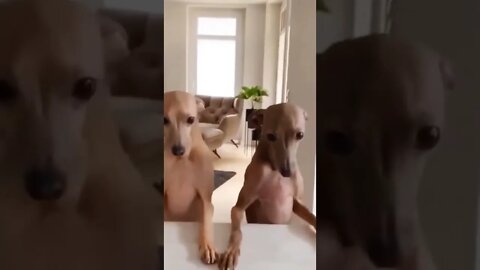 Funniest Dog Dance- Funny Dog Videos 🐾