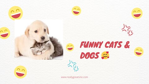 Cute cats & DoGS
