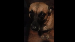 Guilty dog refuses to make eye contact after eating lip balm