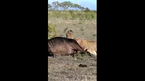 Hyenas Stir Up Trouble For Feeding Pride Of Lions