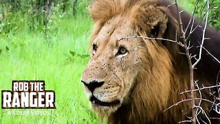 Lions Cross Paths With Leopard | Archive Mapogo Lion Footage