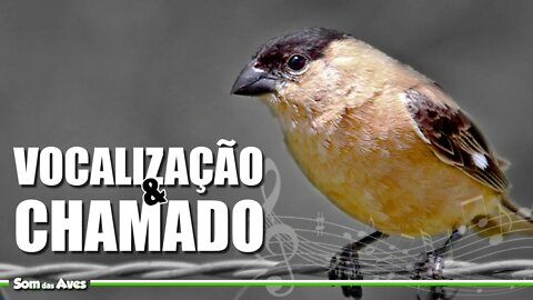 🎼Canto do CABOCLINHO FRADE - Aves do Brasil (Sporophila Bouvreuil)🌲