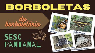 Borboletas do borboletário SESC Pantanal