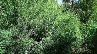 Mugwort, a large bush 22nd February 2021