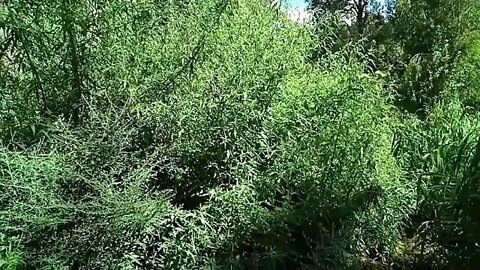 Mugwort, a large bush 22nd February 2021