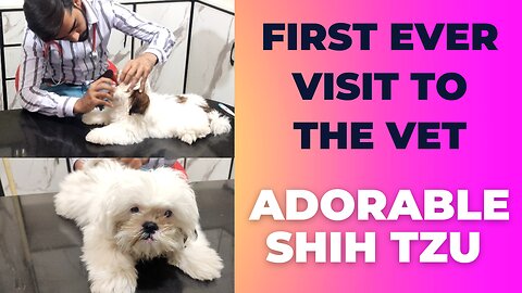 Shih Tzu's First Vet Visit |Loving Puppy| So Cute