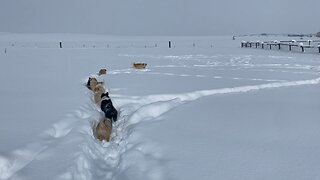 Puppies playing in the snow