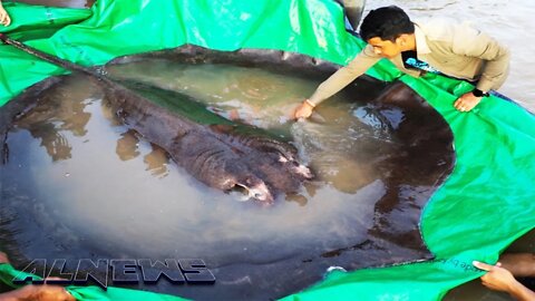 WORLD'S LARGEST FRESHWATER FISH CAUGHT IN CAMBODIA