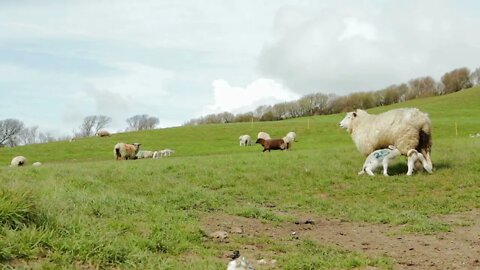 Lambs drink milk from their mother in an English field