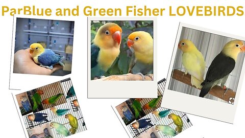 Love Birds / Parblue / Green Fisher