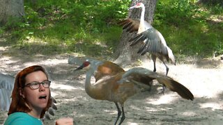 Trying Bird Photography at Kensington Metro Park