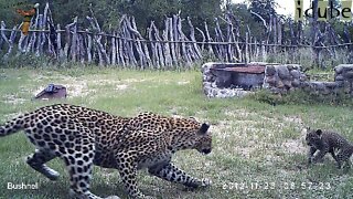 Leopard And Cub In The Bush Camp - Camera Trap Footage Part 7: 23 November 2012 AM