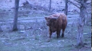 Hybrid Highland/Galloway Bull & Scottish Highland Bull do some Horn Jousting in Back Pasture valley