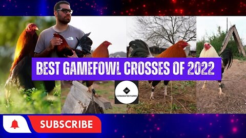 BEST Gamefowl Crosses in 2022 / Gamefarm Breeding