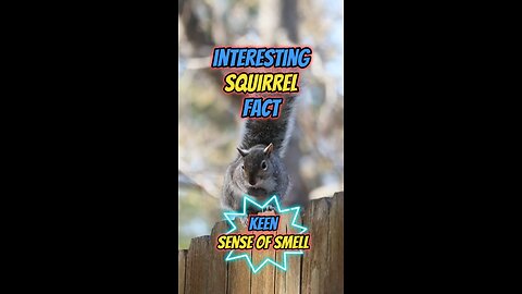 Interesting Squirrel Fact | Keen Sense of Smell #squirrel #rodent #senseofsmell #wildlife #habitat