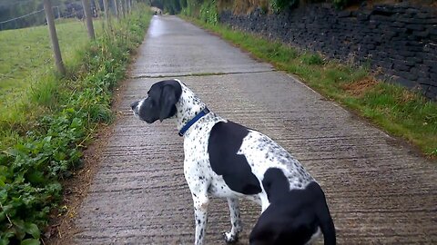 Pointer Ben - An English Pointer still catching flys, six years later