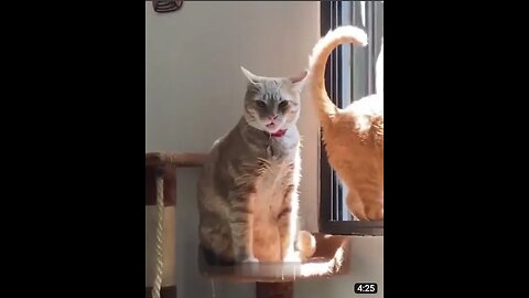 Funniest Cats and Dogs 🐶🐱 _ Funny Animal Videos #30