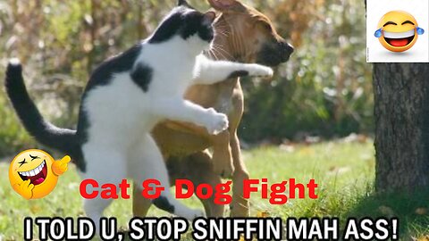 Funny Cats, Dogs Vs Chicken Fight