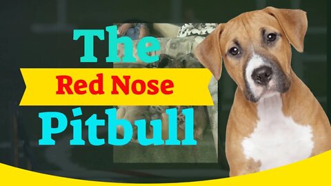 The Red Nose Pitbull & The Lifespan Of The Red Nose Pitbull