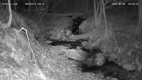 Coyote on Pixcams Wildlife Cam 3