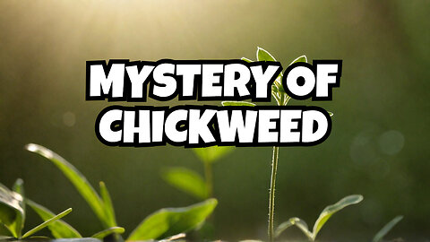 Forbidden Knowledge: The Untold Health Benefits of Chickweed