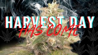 Harvesting Organic Cannabis