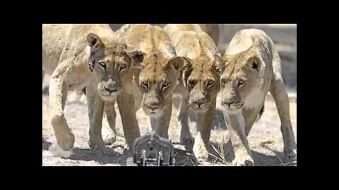 Car With A camera Meets A Group Of Lions Funny Animals