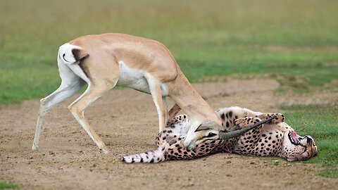 World Fastest Animal Fail!! Grants Gazzele Take Down Cheetah With Horn's