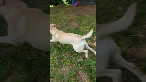 Coffee Thief! This Dog Steals Dunkin' Coffee!