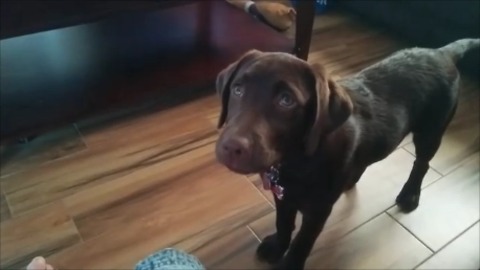 Is this the laziest puppy ever? You won't believe what her owner manages to capture on camera!