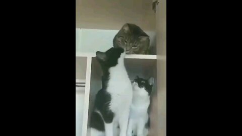 Funny cats video