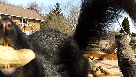 Cheeky squirrel takes peanut break to nibble on camera