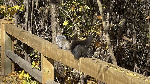 Black Squirrel doesn't like to share spot 😊