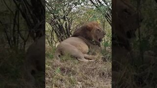 Maasai Mara Sightings Today 20/08/21 (Lions, Cheetah, Leopard, etc) | Zebra Plains | #shorts